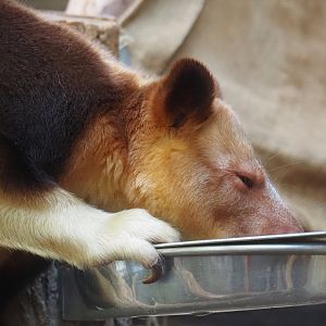Goodfellow's tree kangaroo (Dendrolagus goodfellowi buergersi), 2024-03-09