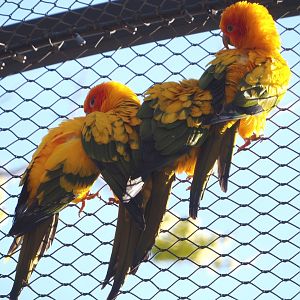 Sun conures (Aratinga solstitialis), 2024-03-09
