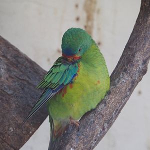 Swift parrot (Lathamus discolor), 2024-03-09
