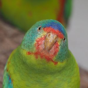 Swift parrot (Lathamus discolor), 2024-03-09