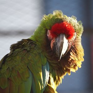 Mexican military macaw (Ara militaris mexicana), 2024-03-09