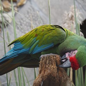 Mexican military macaw (Ara militaris mexicana), 2024-03-09
