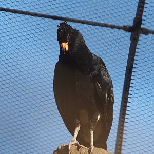 Red-billed curassow (Crax blumenbachii), 2024-03-09
