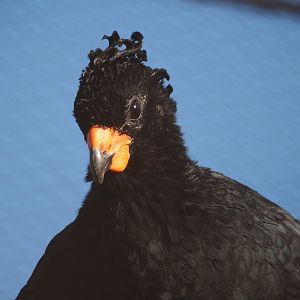 Red-billed curassow (Crax blumenbachii), 2024-03-09