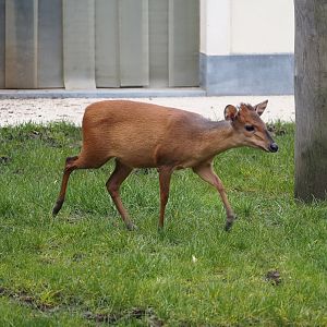 Red duiker (Cephalophus natalensis), 2024-03-09