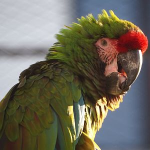 Mexican military macaw (Ara militaris mexicana), 2024-03-09
