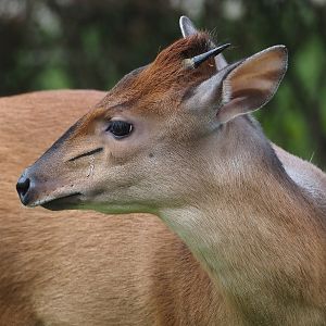 Red duiker (Cephalophus natalensis), 2024-03-09