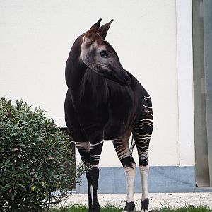 Okapi (Okapia johnstoni), 2024-03-09