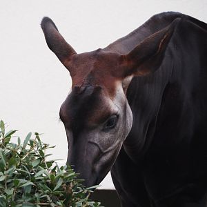Okapi (Okapia johnstoni), 2024-03-09