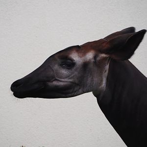 Okapi (Okapia johnstoni), 2024-03-09