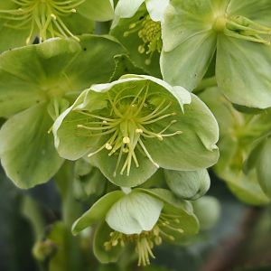 Helleborus flower, 2024-03-09