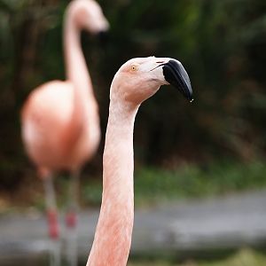Chilean flamingo (Phoenicopterus chilensis), 2024-03-09