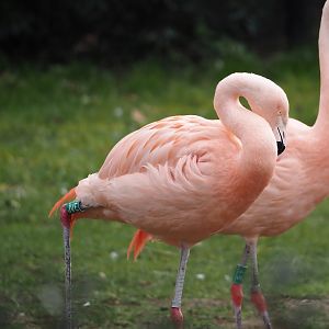 Chilean flamingo (Phoenicopterus chilensis), 2024-03-09