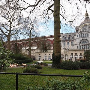 Flamingo exhibit, at the time temporarily home to Chilean flamingos, Grand Café Flamingo and Antwerp Central Station, 2024-03-09