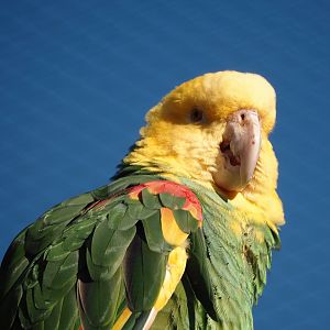 Double yellow-headed amazon (Amazona oratrix oratrix), 2024-03-09