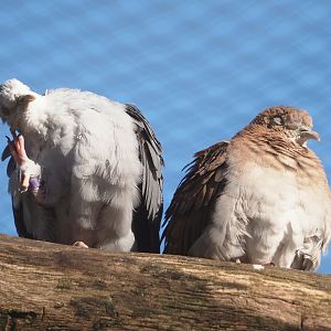 Blue ground doves (Claravis pretiosa), 2024-03-09