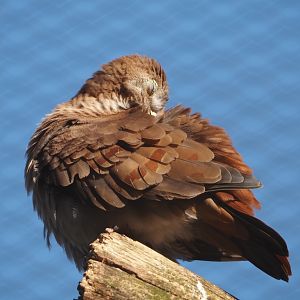 Female Blue ground dove (Claravis pretiosa), 2024-03-09