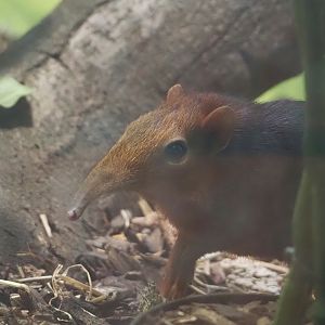 Black-and-rufous sengi (Rhynchocyon petersi), 2024-03-09