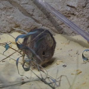 Round-eared elephant shrew (Macroscelides proboscideus), 2024-03-09
