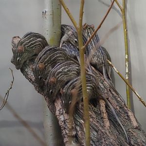 Barbary striped grass mice (Barbary Lemniscomys), 2024-03-09