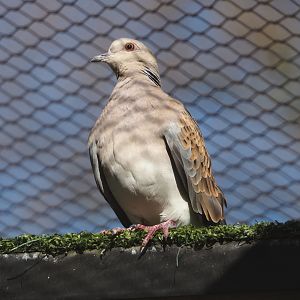 European turtle dove (Streptopelia turtur turtur), 2024-03-09