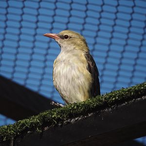 Female Eurasian golden oriole (Oriolus oriolus), 2024-03-09