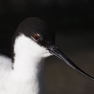 Pied avocet (Recurvirostra avosetta), 2024-03-09