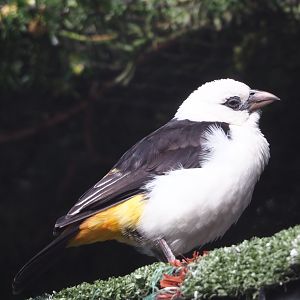 White-headed buffalo weaver (Dinemellia dinemelli), 2024-03-09