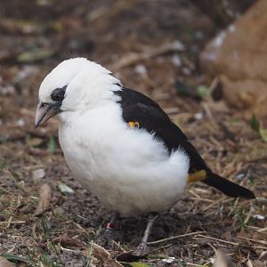White-headed buffalo weaver (Dinemellia dinemelli), 2024-03-09
