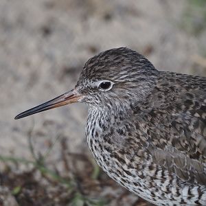 Common redshank (Tringa totanus), 2024-03-09