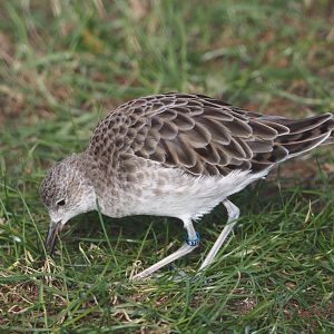 Ruff (Calidris pugnax), 2024-03-09