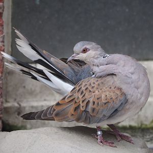 European turtle dove (Streptopelia turtur turtur), 2024-03-09