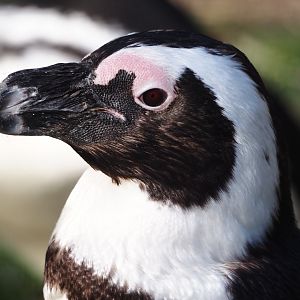 African penguin (Spheniscus demersus), 2024-03-09