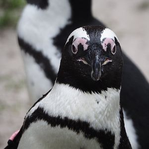 African penguin (Spheniscus demersus), 2024-03-09