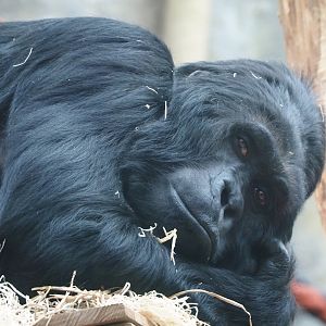Eastern lowland gorilla (Gorilla beringei graueri) Amahoro, 2024-03-09