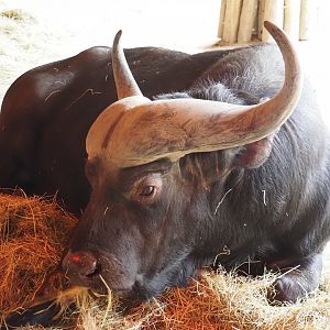 Cape buffalo (Syncerus caffer caffer), 2024-03-09