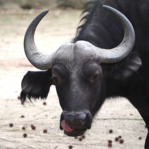Cape buffalo (Syncerus caffer caffer), 2024-03-09