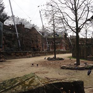 Savanna aviary - Cape buffalo paddock, restaurant windows, bird area and 19th century rhinoceros house now used as a bird house, 2024-03-09