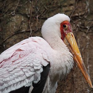 Yellow-billed stork (Mycteria ibis), 2024-03-09
