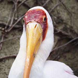 Yellow-billed stork (Mycteria ibis), 2024-03-09