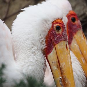 Yellow-billed stork (Mycteria ibis), 2024-03-09