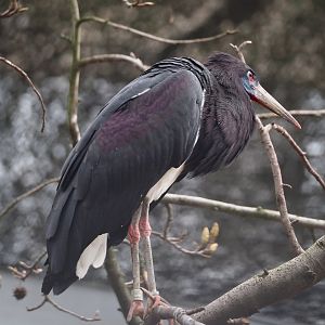 Abdim's stork (Ciconia abdimii), 2024-03-09