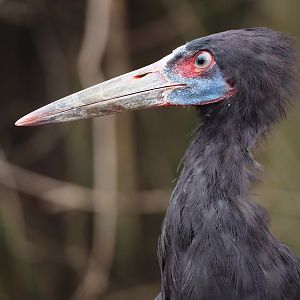 Abdim's stork (Ciconia abdimii), 2024-03-09