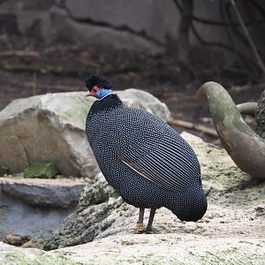 Eastern crested guineafowl (Guttera pucherani), 2024-03-09