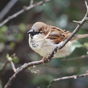 Wild House sparrow (Passer domesticus), 2024-03-09