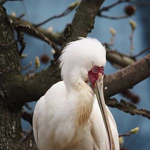 African spoonbill (Platalea alba), 2024-03-09