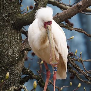African spoonbill (Platalea alba), 2024-03-09