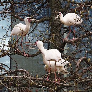 African spoonbills (Platalea alba), 2024-03-09