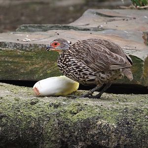 Yellow-necked francolin (Pternistis leucoscepus), 2024-03-09