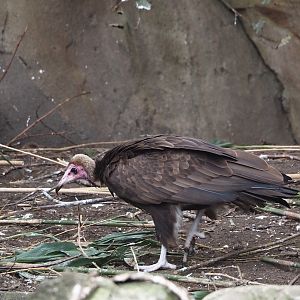Hooded vulture (Necrosyrtes monachus), 2024-03-09